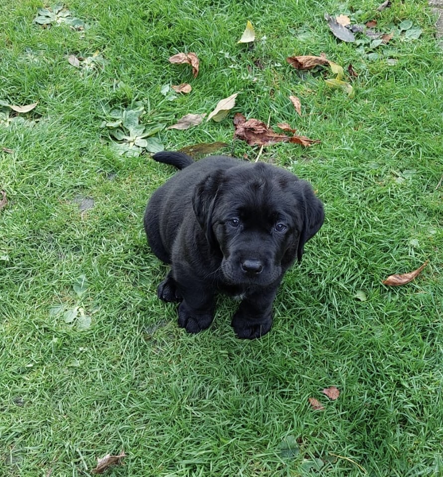 Black labrador puppy for sale